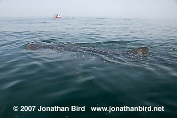 Whale Shark [Rhincodon typus]