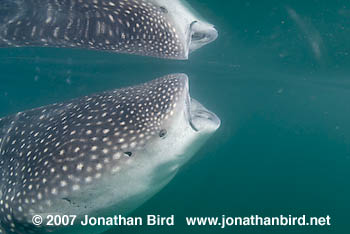 Whale Shark [Rhincodon typus]