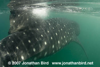 Whale Shark [Rhincodon typus]