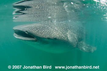 Whale Shark [Rhincodon typus]