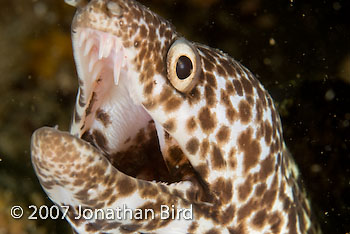 Spotted Moray eel [Gymnothorax moringa]