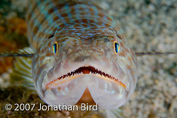 Sand diver Lizardfish [Synodus intermedius]