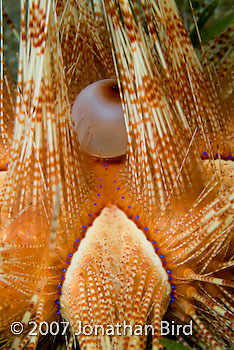Magnificent Sea urchin [Astropyga magnifica]