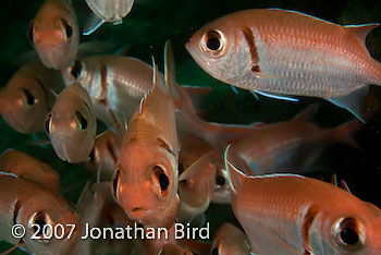 Blackbar Soldierfish [Myripristis jacobus]