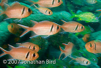 Blackbar Soldierfish [Myripristis jacobus]