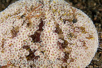 Flower Sea urchin [Toxopneustes pileolus]