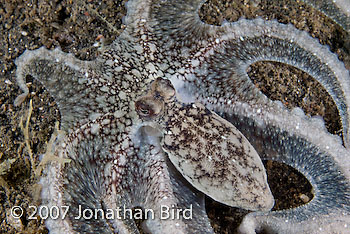 White Octopus [Octopus sp.]