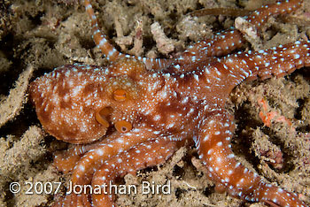 Whitespot Octopus [Octopus luteus]