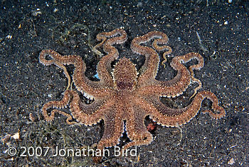 Unidentified Octopus [Octopus sp.]
