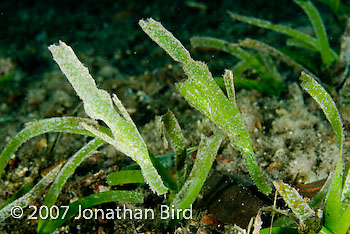 Robust Ghost pipefish [Solenostomus cyanopterus]