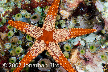  Sea star [Fromia monilis]