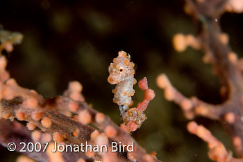 Pygmy Sea horse [Hippocampus bargibanti]