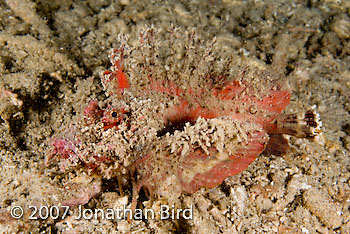 Spiny Devilfish [Inimicus didactylus]