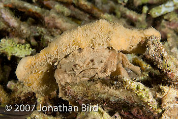 Sponge Crab [Dromidiopsis edwardsi]