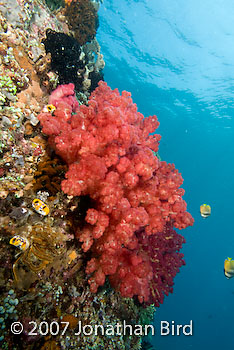Soft Coral [--]