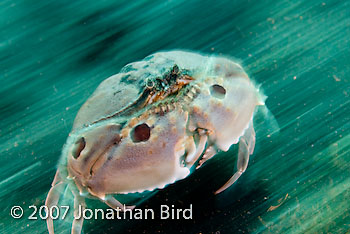 Spotted Box Crab [Calappa  philargius]