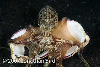 Coconut Octopus [Octopus marginatus]