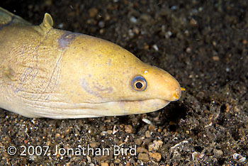 Unidentified Moray Eel [--]