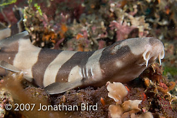 Brown-banded Bamboo Shark [Chiloscyllium punctatum]