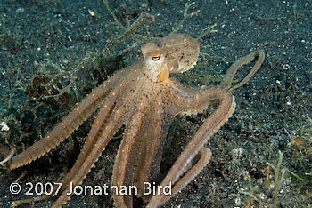 Unidentified Octopus [Octopus sp.]