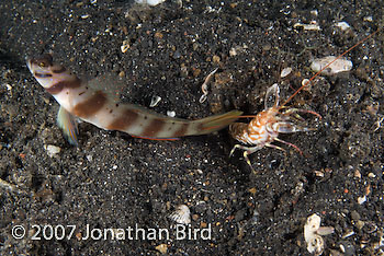 Unidentified Shrimp Goby [--]