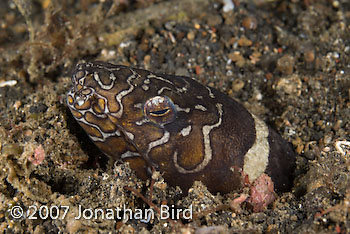Napoleon Snake Eel [Ophichthus bonaparti]
