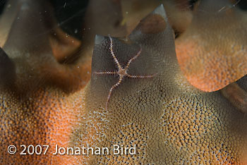 Brittle Sea star [--]