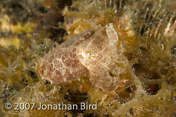 Unidentified Cuttlefish [--]