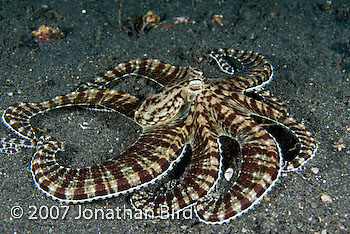 Mimic Octopus [Thaumoctopus mimicus]