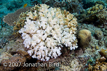 Bleached Coral [--]
