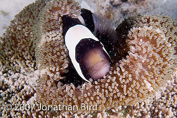 Saddleback Anemonefish [Amphiprion polymnus]
