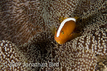 Orange Anemonefish [Amphiprion sandaracinos]