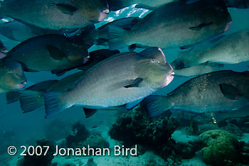 Bumphead Parrotfish [Bulbometopon muricatum]