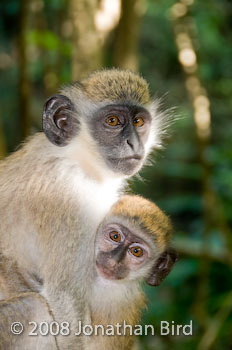 Vervet Monkey [Chlorocebus pygerythrus]