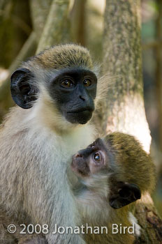 Vervet Monkey [Chlorocebus pygerythrus]