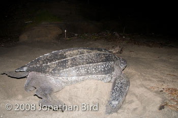 Leatherback Sea turtle [Dermochelys coriacea]