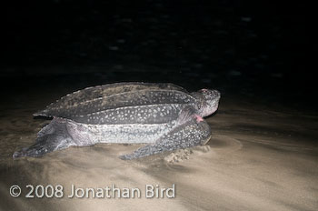 Leatherback Sea turtle [Dermochelys coriacea]