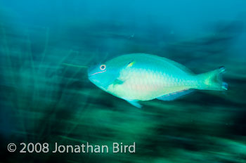 Stoplight Parrotfish [Sparisoma viride]