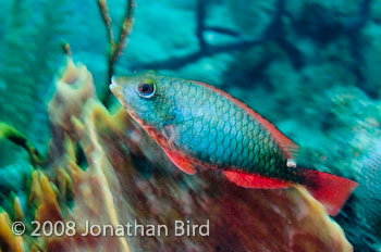 Redband Parrotfish [Sparisoma aurofrenatum]