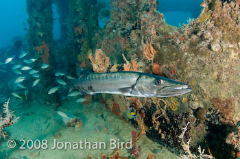 Great Barracuda [Sphyraena barracuda]
