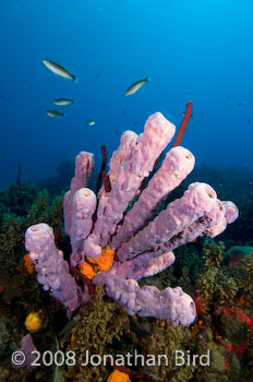 Coral Reef [--]