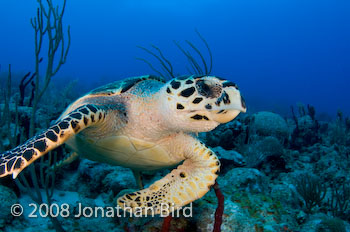 Hawksbill Sea turtle [Eretmochelys imbricata]