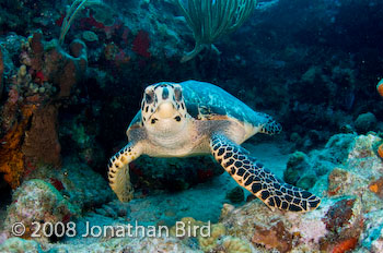 Hawksbill Sea turtle [--]