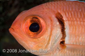 Blackbar Solderfish [Myripristis jacobus]