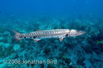 Great Barracuda [Sphyraena barracuda]