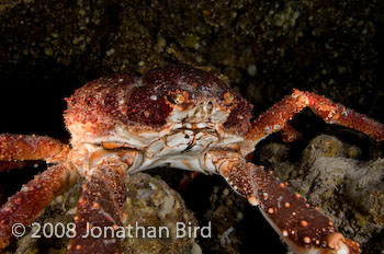 Reef Spider Crab [Mithrax spinosissimus]