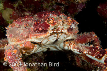 Reef Spider Crab [Mithrax spinosissimus]
