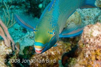 Queen Parrotfish [Scarus vetula]