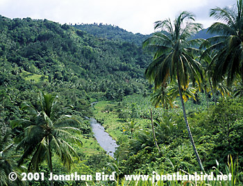 Dominica Rainforest [--]