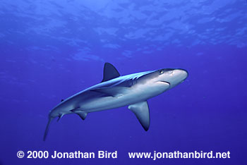 Galapagos Shark [Carcharhinus galapagensis]